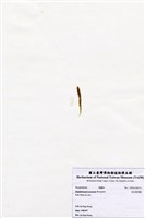 藏品(短尖假羽藻)的圖片